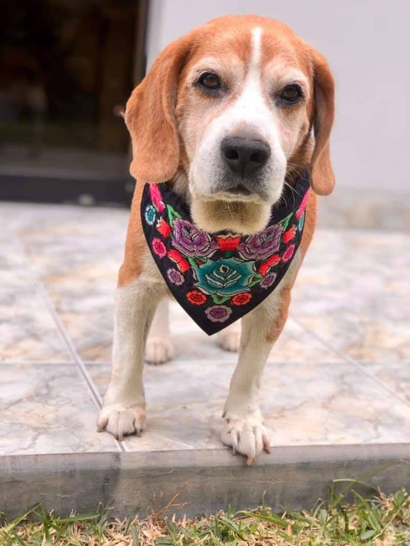 Moda Accesorios de cuero para mascota - Acabados artesanos 💜