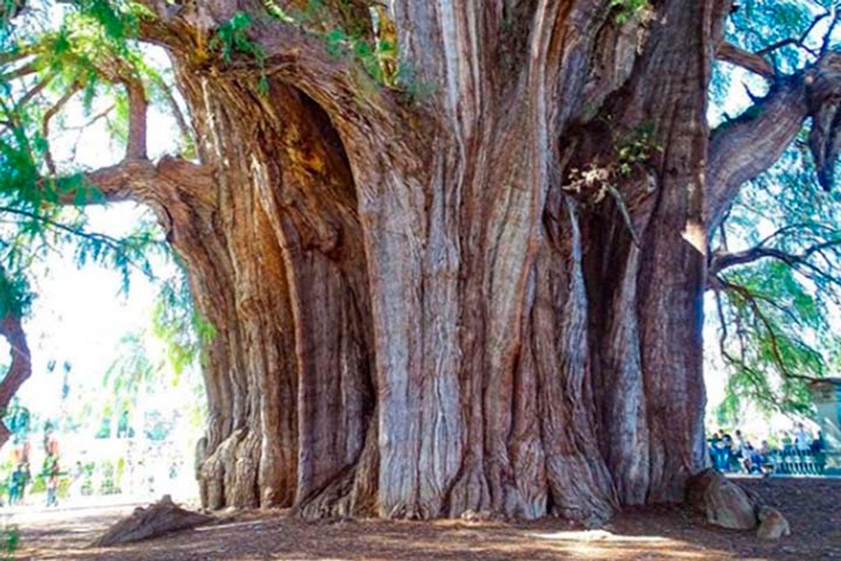 Lugar Árbol del Tule