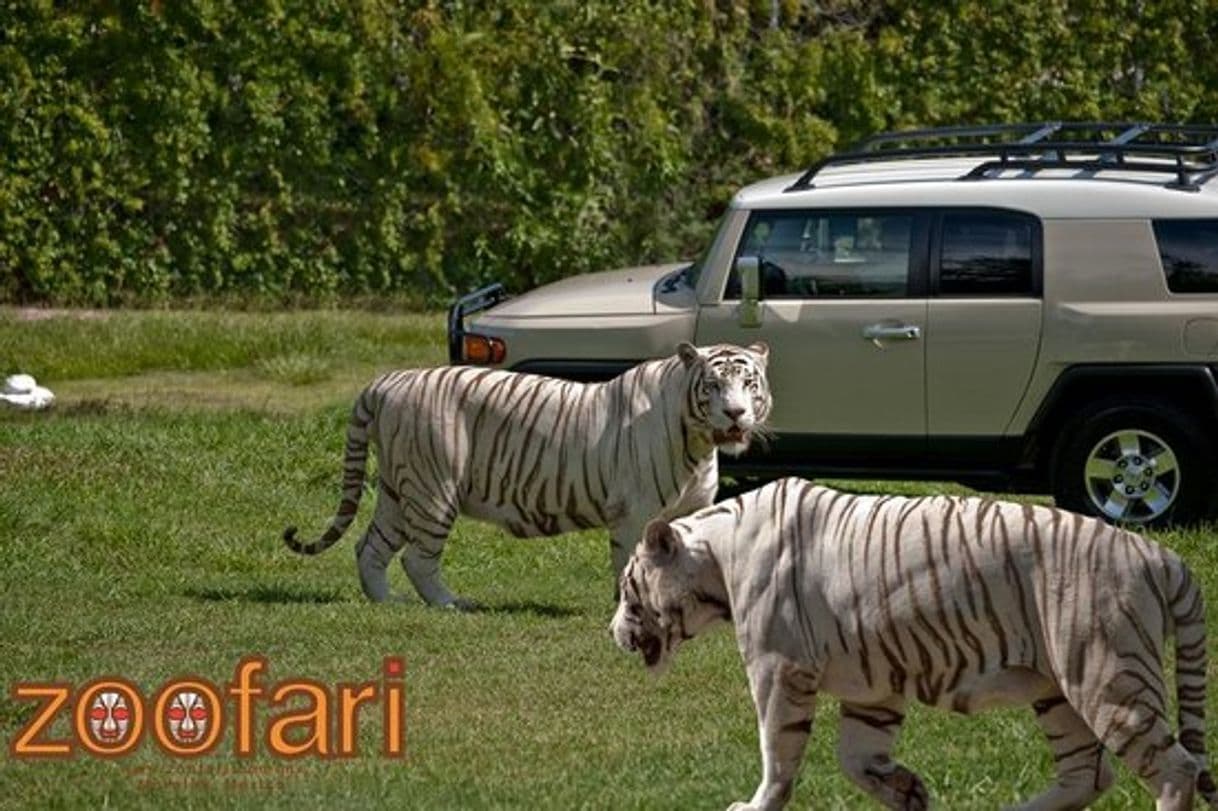 Lugar Zoofari