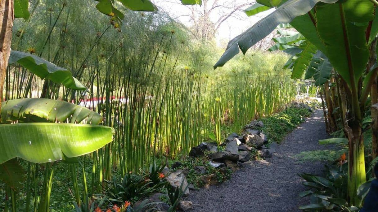 Lugar Jardín Botánico del Bosque de Chapultepec