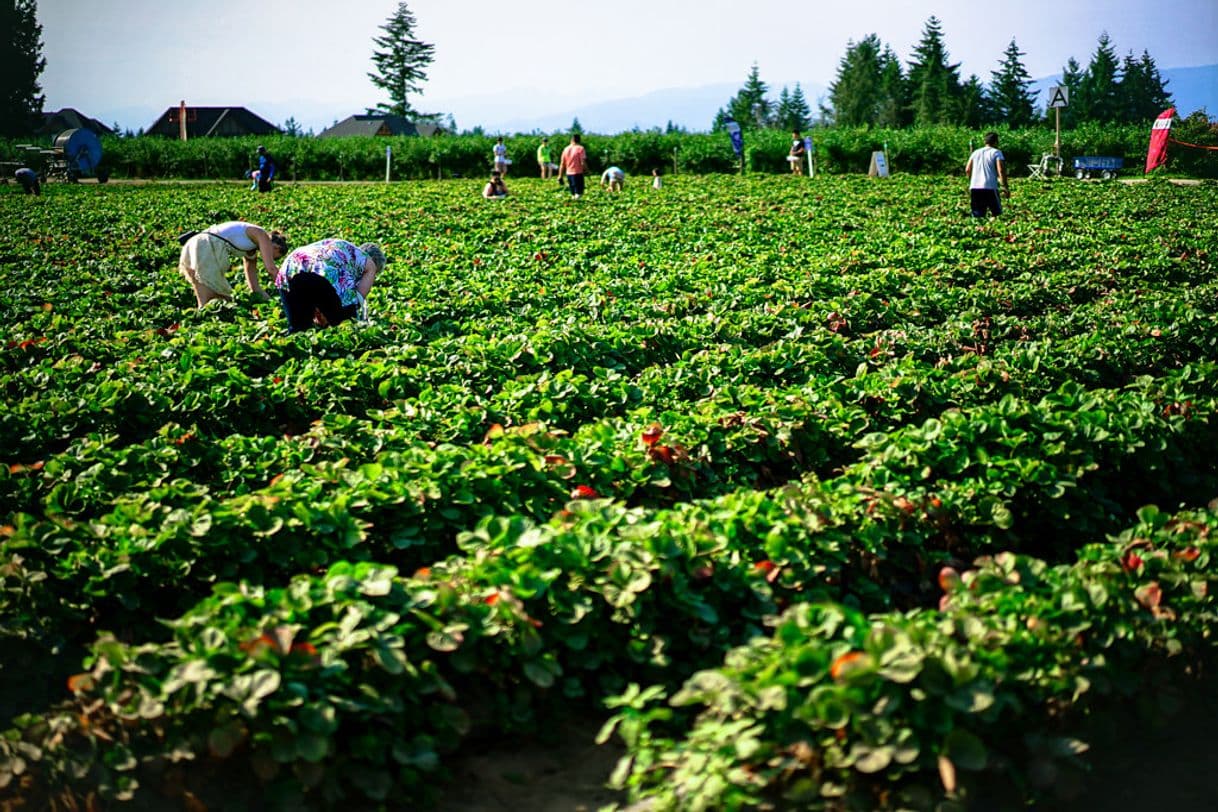 Lugar U-pick Blueberry Farm