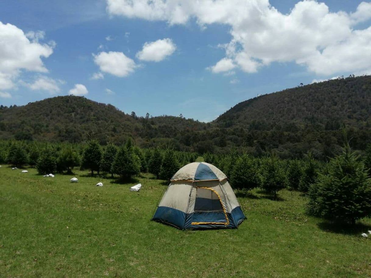 Place Bosque de los Árboles de Navidad