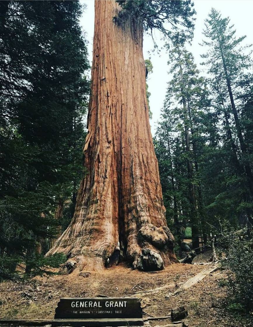 Lugar Sequoia National Park