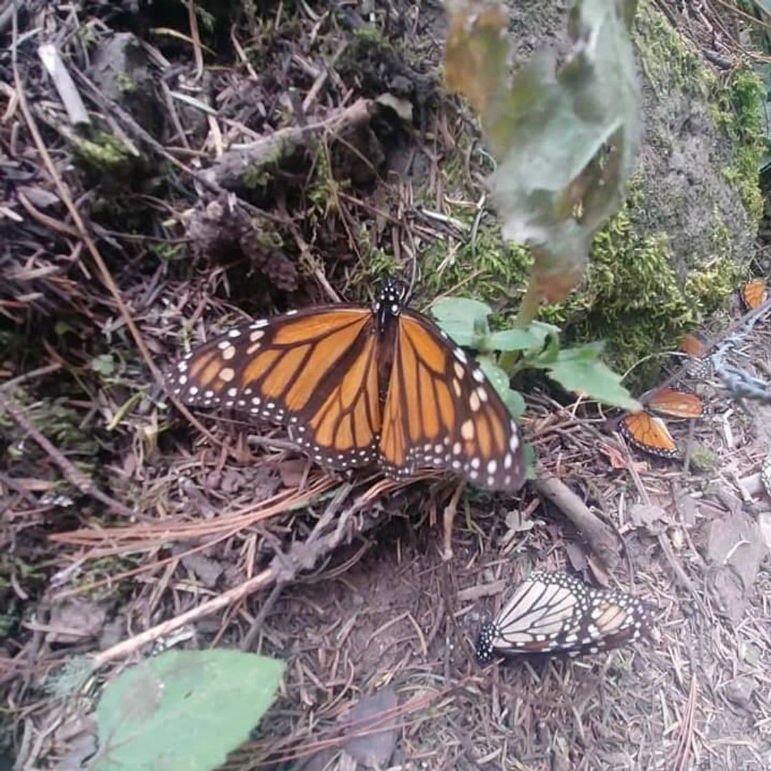 Lugar Reserva de la Biósfera Santuario Mariposa Monarca