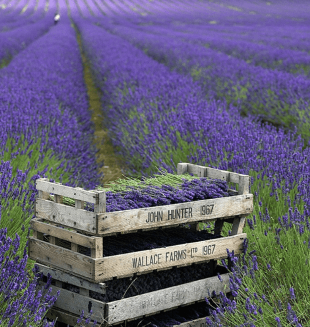 Fashion Lavanda 💜