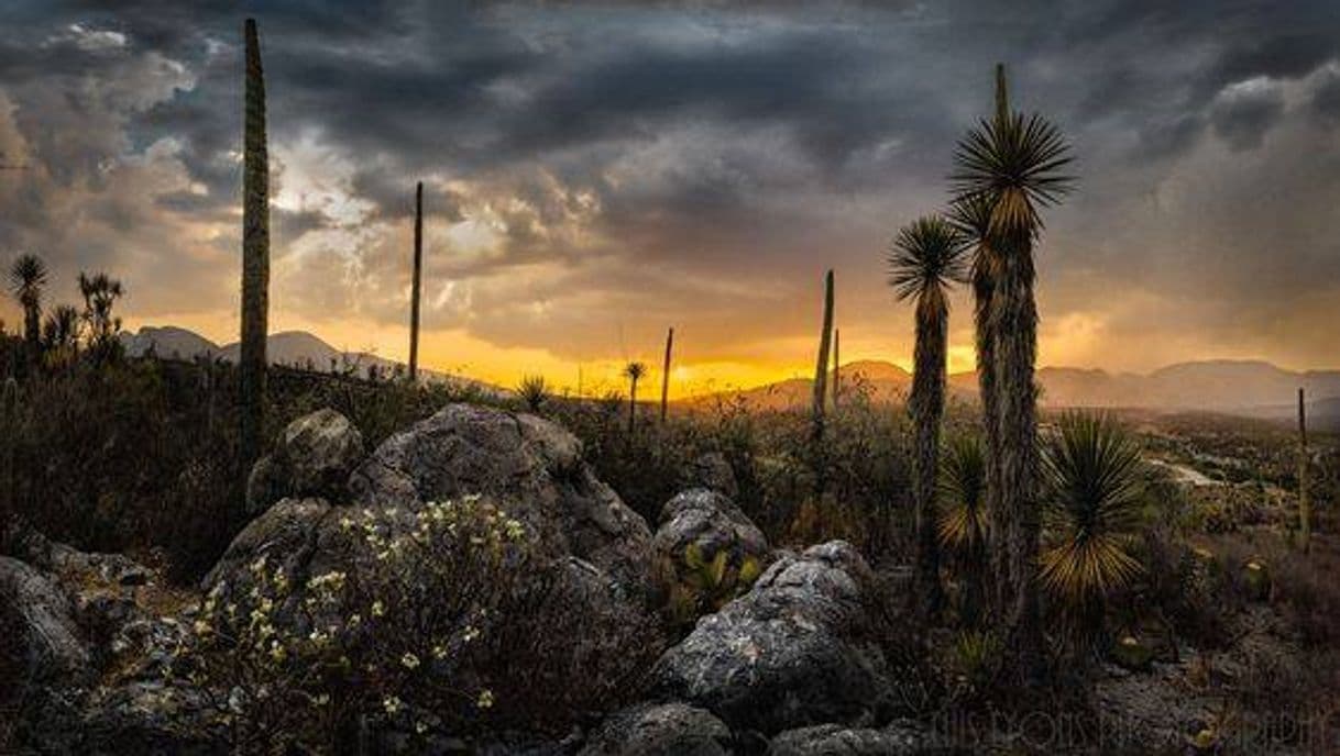 Place Reserva de la Biósfera Tehuacán-Cuicatlán