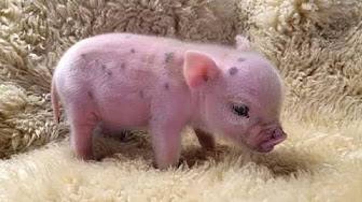 Fashion Cute Pig Tierno Cerdito 🐷😍