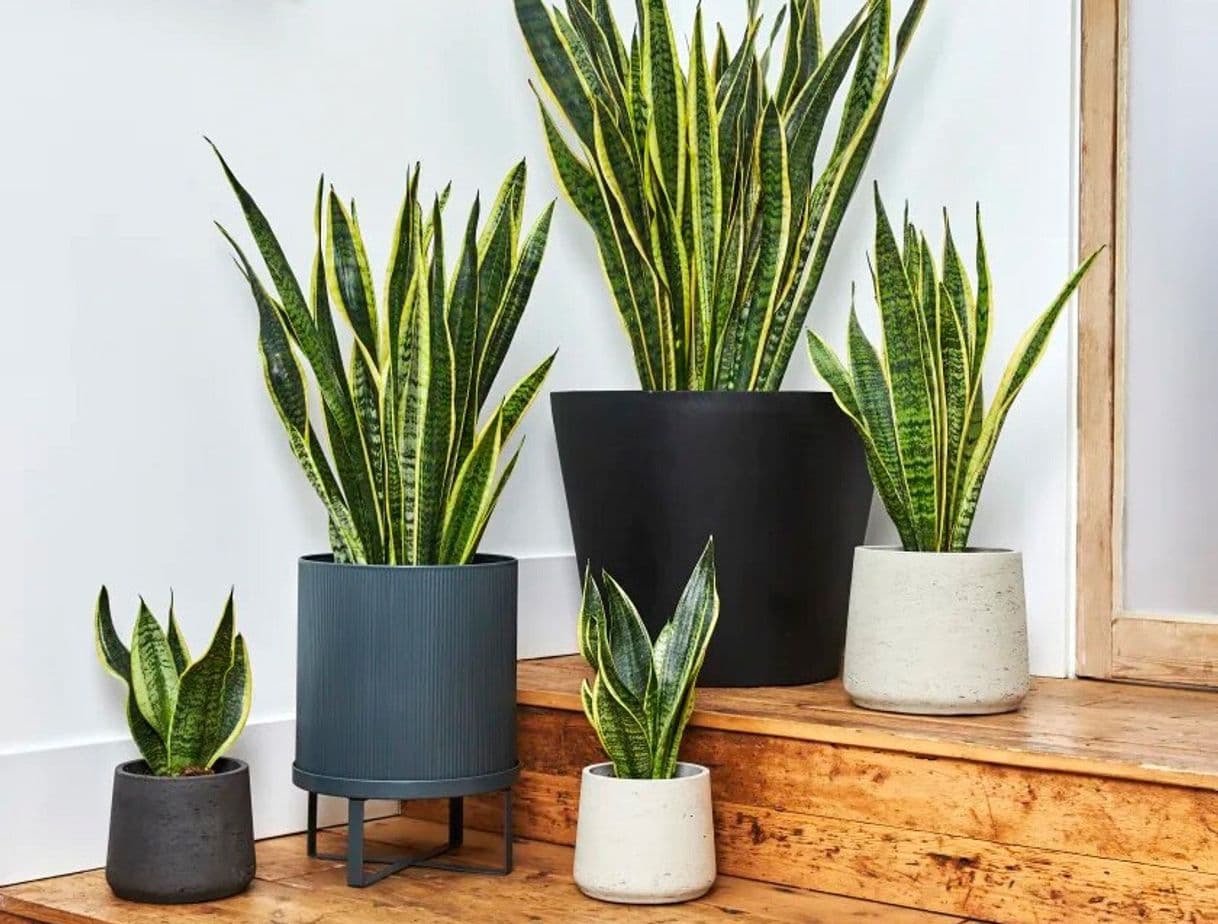 Fashion Sansevieria (lengua de suegra)