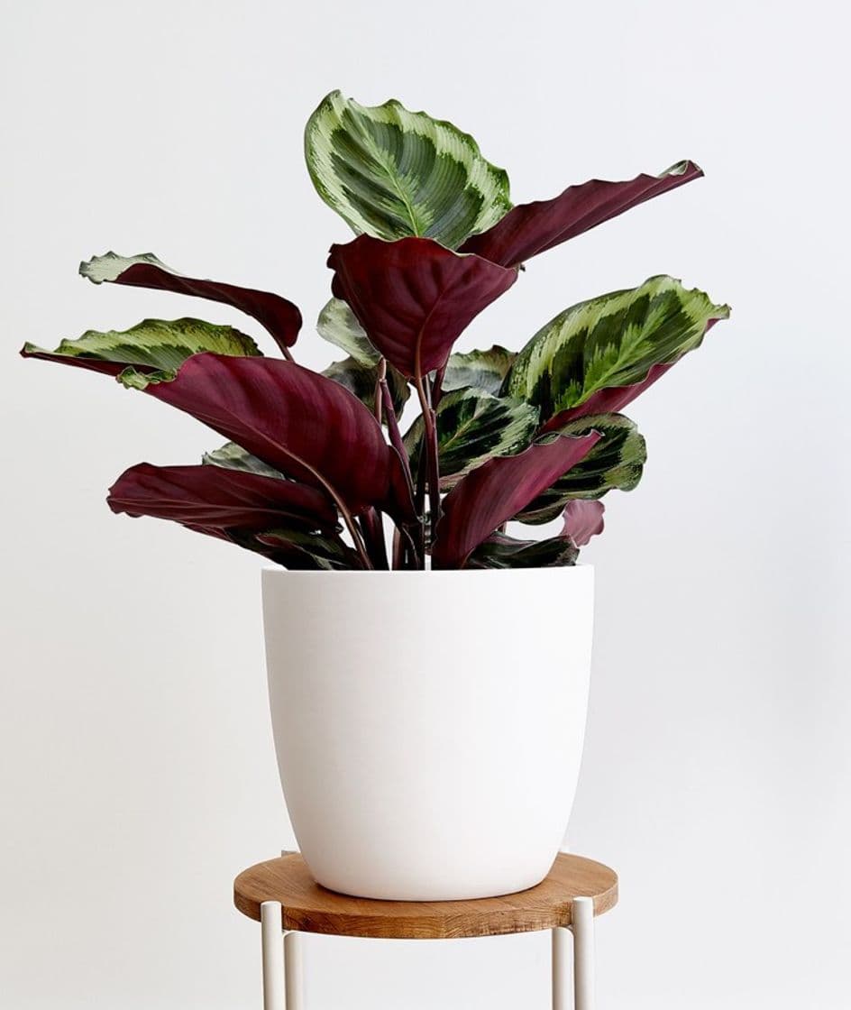 Fashion Calathea Medallón 