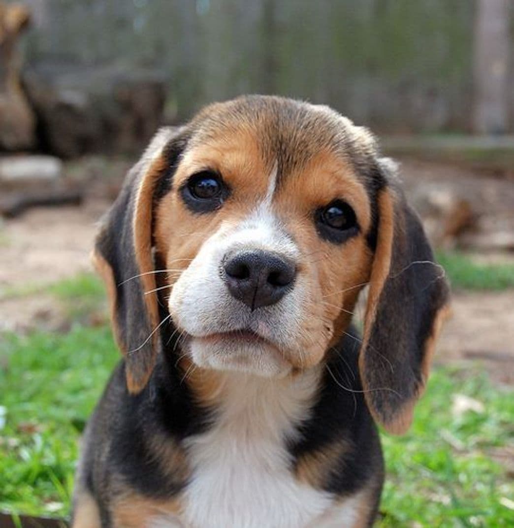 Moda Perrito beagle