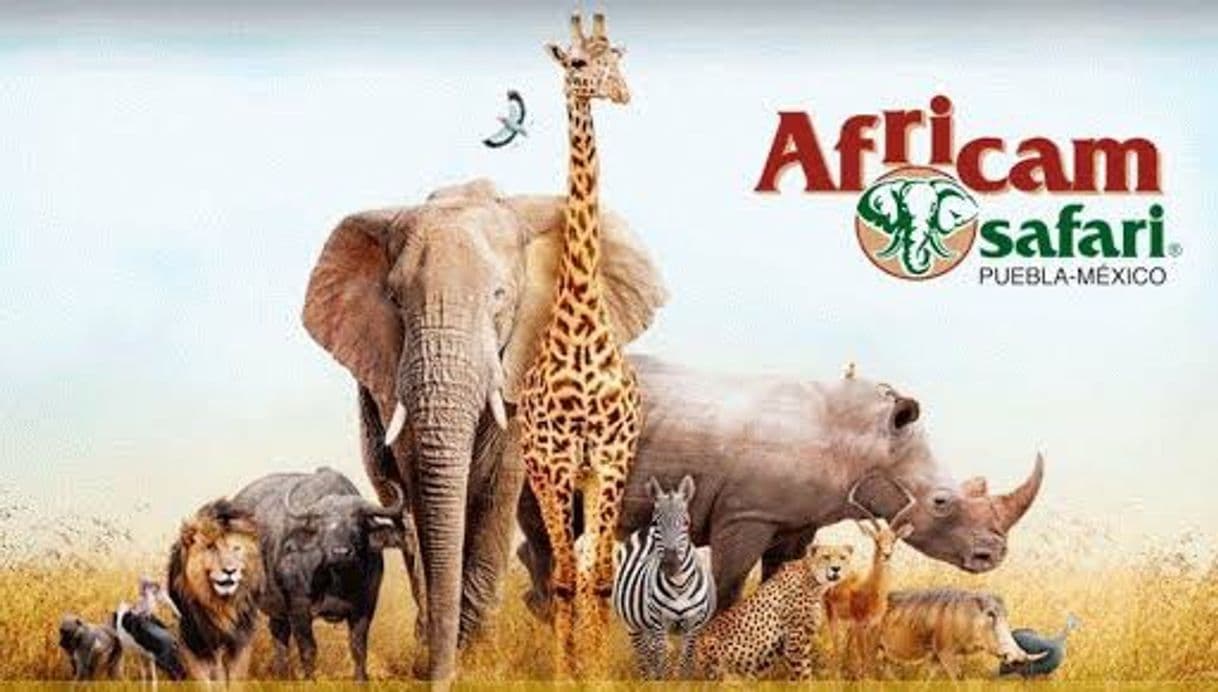 Place Africam Safari