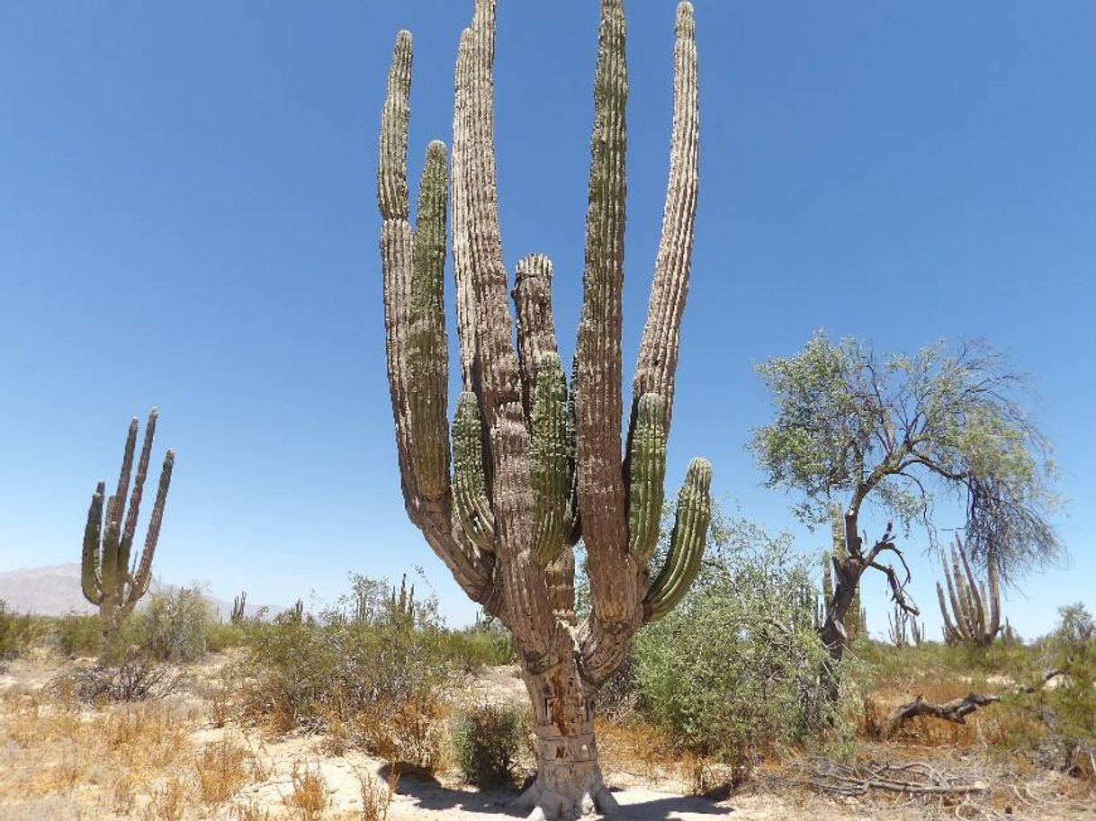 Lugar Valle de los Gigantes