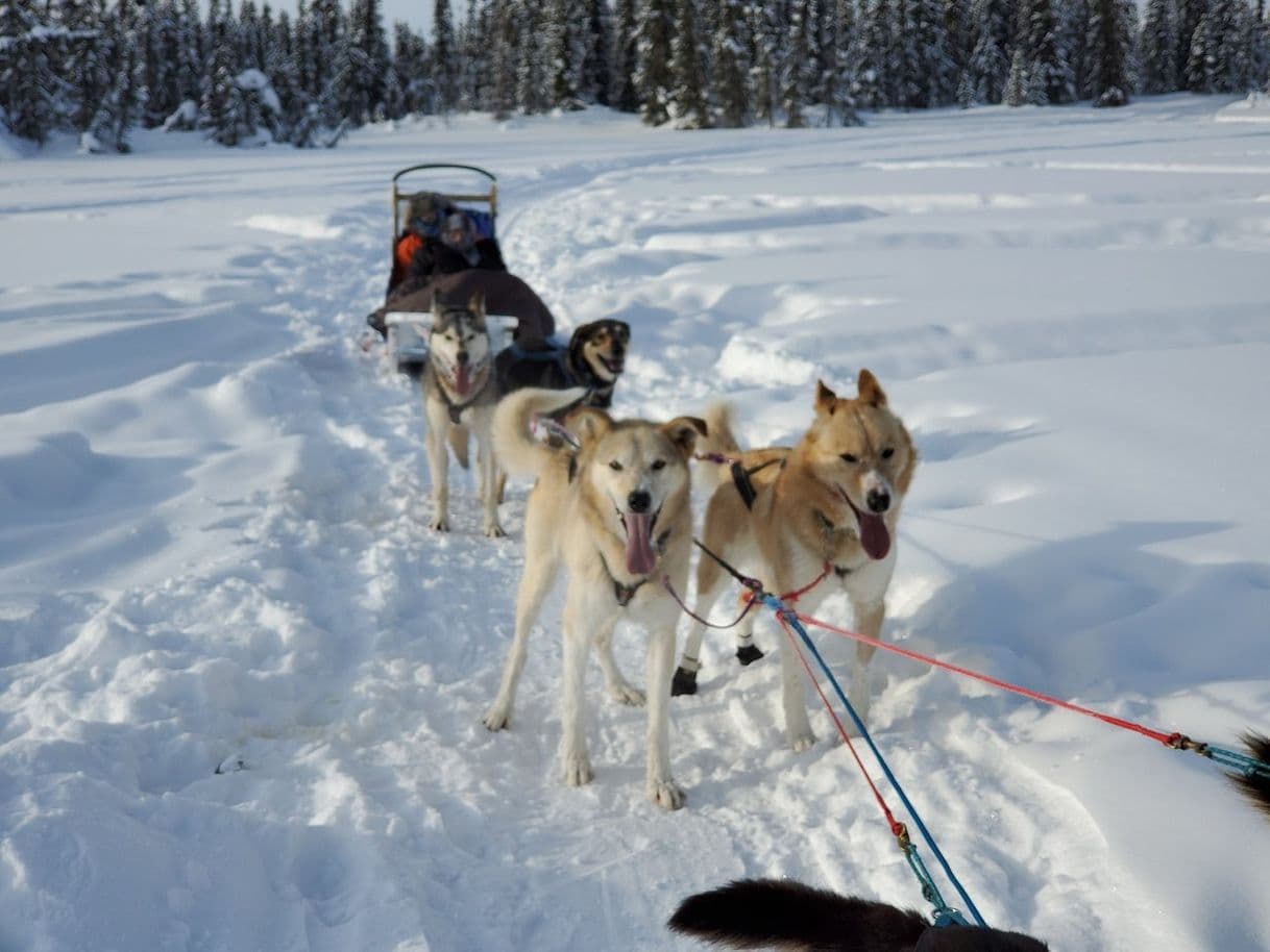 Place Paws for Adventure