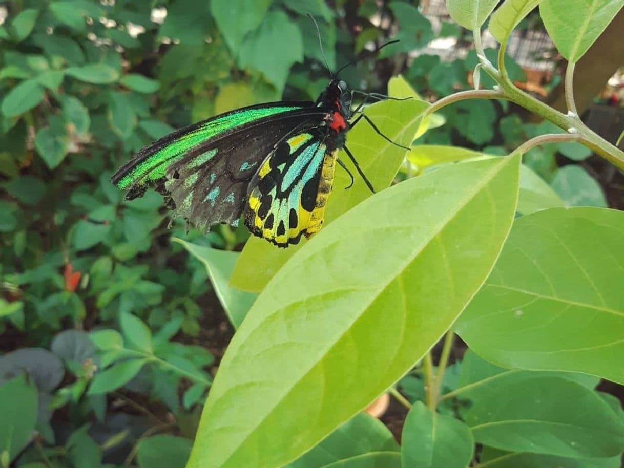 Lugar Cockrell Butterfly Center