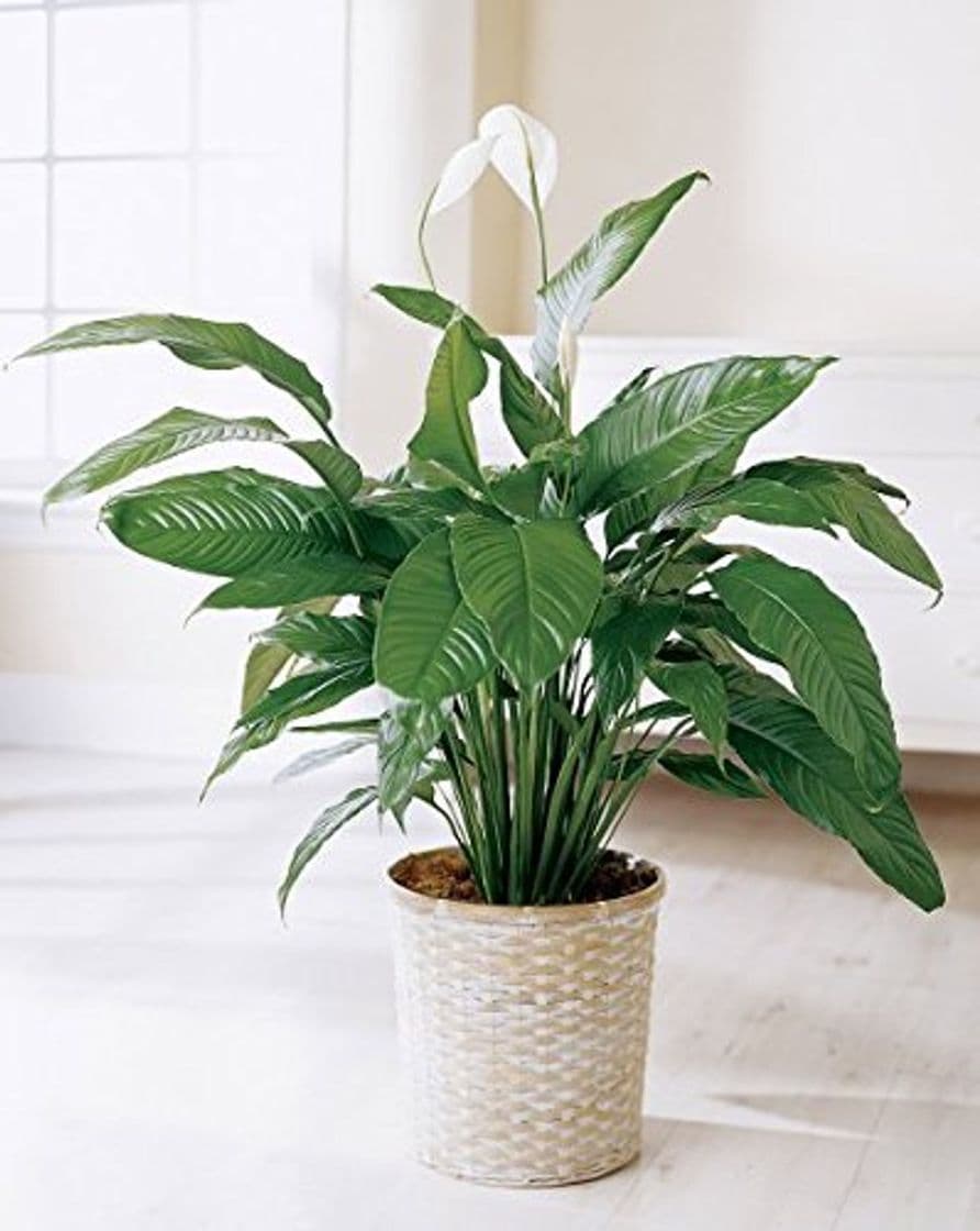 Product Spathiphyllum"Lirio de paz" 50 Semillas