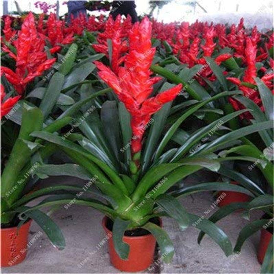 Place prime vista Best-Selling 100 unids Cactus Bromelia Suculenta Raras Bonsai JardÃ­n de