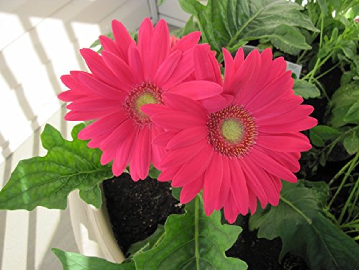 Product Gerbera: Daisy family