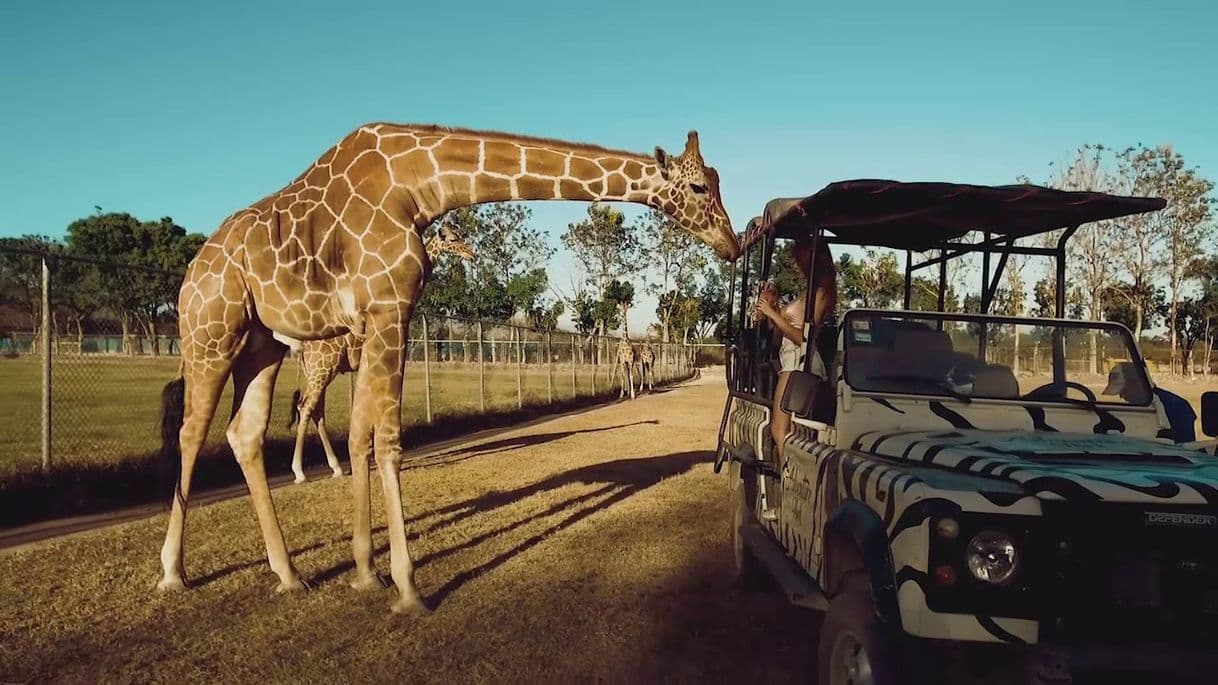 Place África Safari Costa Rica