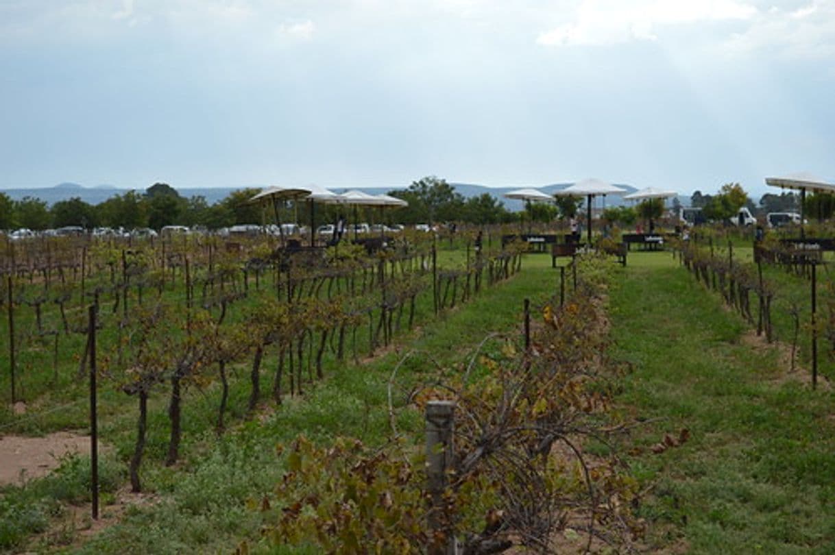 Lugar Viñedos La Redonda