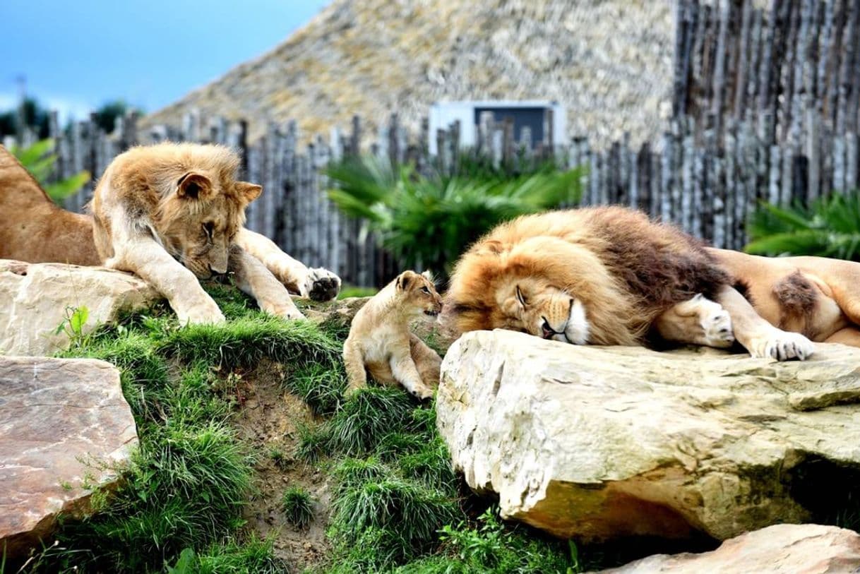 Place Zoo de Beauval