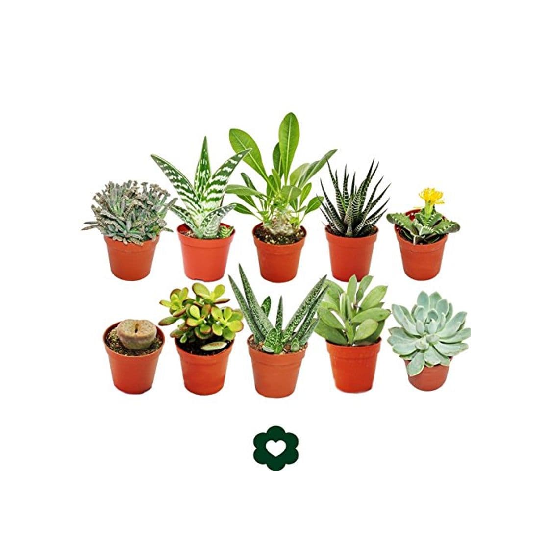 Product Set of 10 different succulent plants - 5