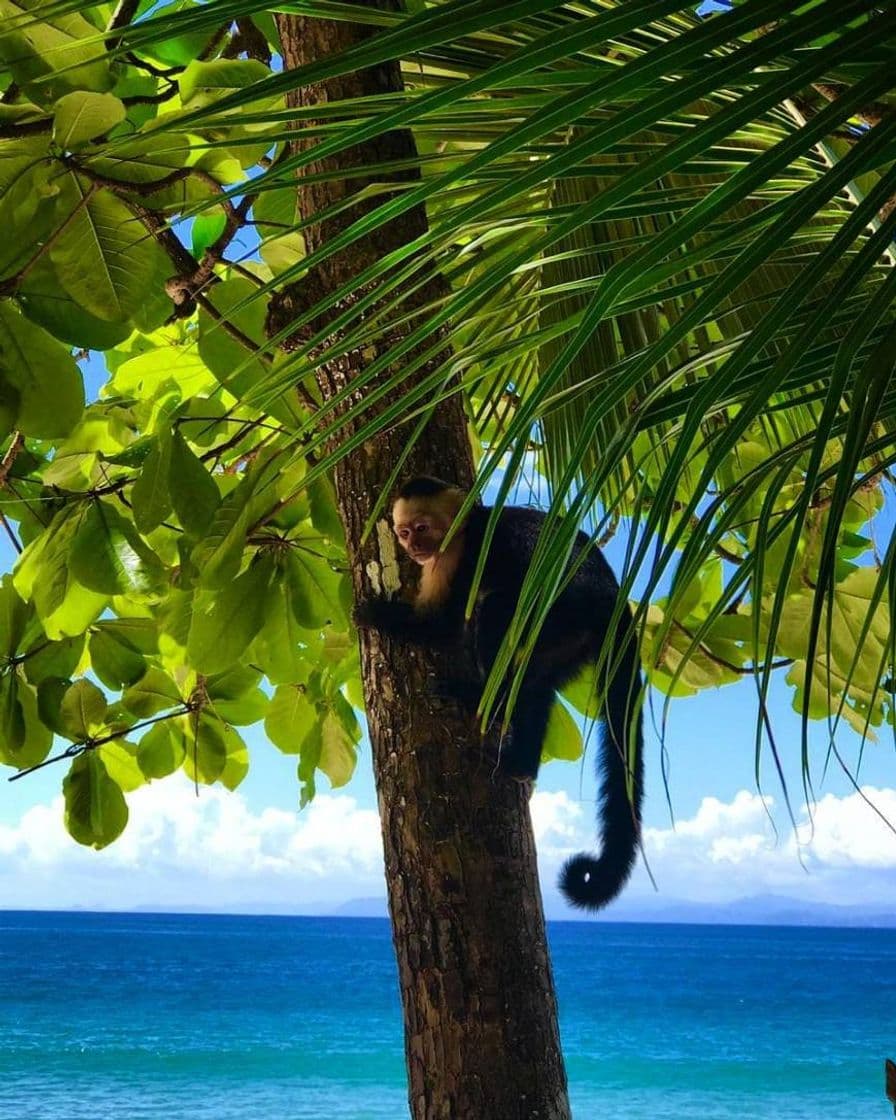 Lugar Manuel Antonio National Park