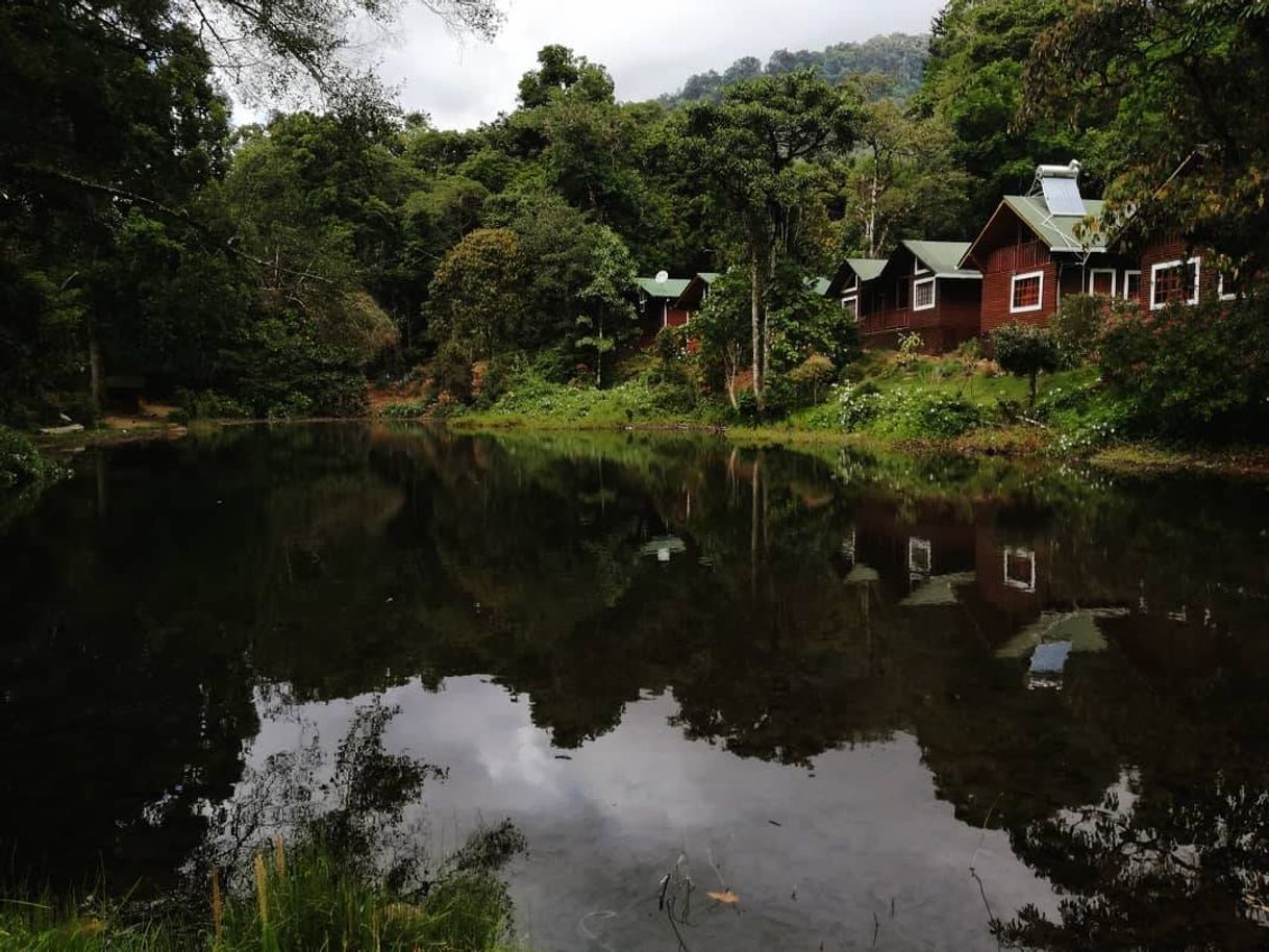 Lugar Sueños del Bosque Lodge