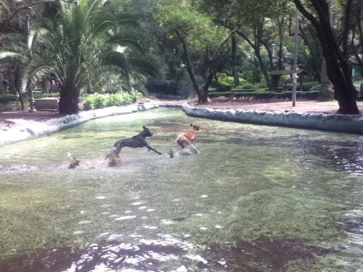 Place Parque México