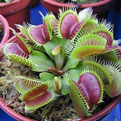 Producto polytree 20pcs Dionaea muscipula Dionaea carnívora planta semillas