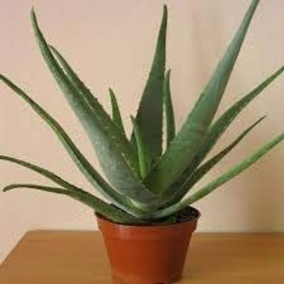 Producto Planta Aloe Vera Natural Eco Maceta 11 cm PORTES GRATIS