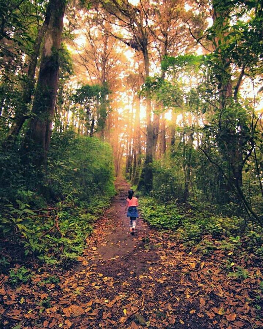 Lugar Bosque de la Hoja