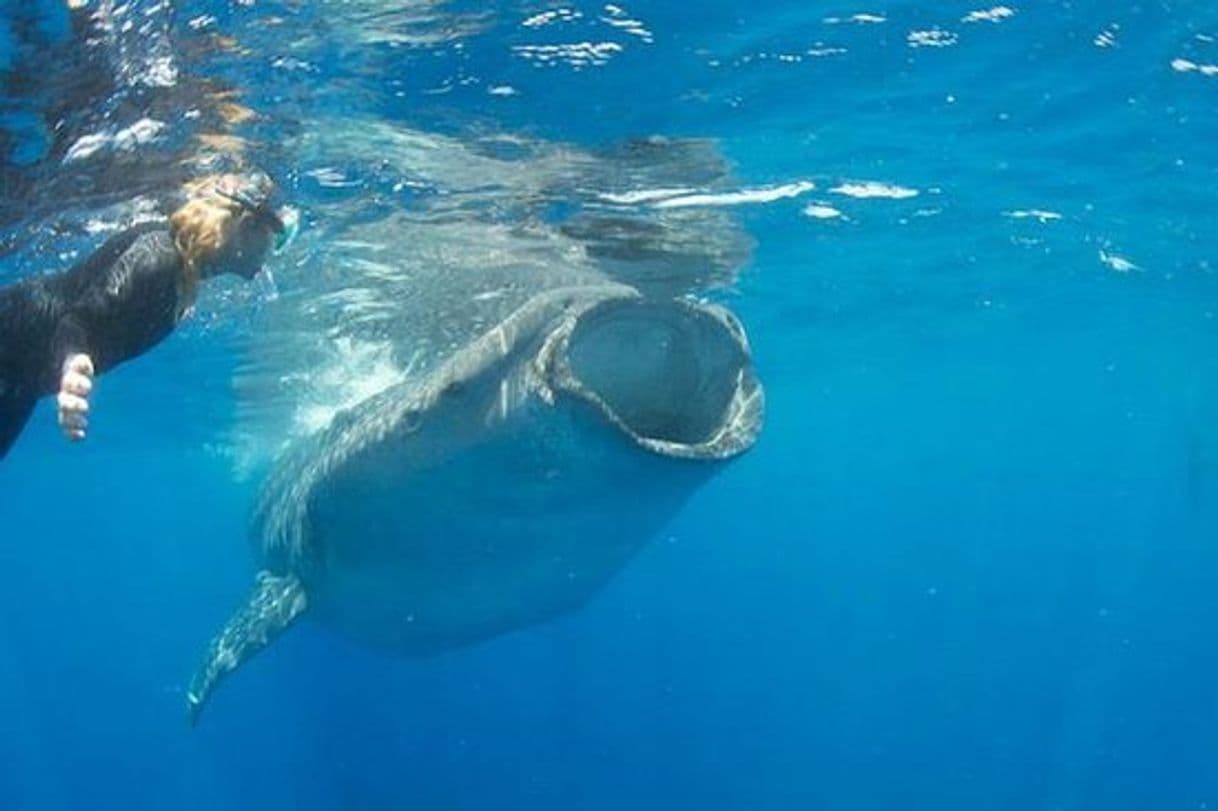 Place Holbox Whale Shark Tours