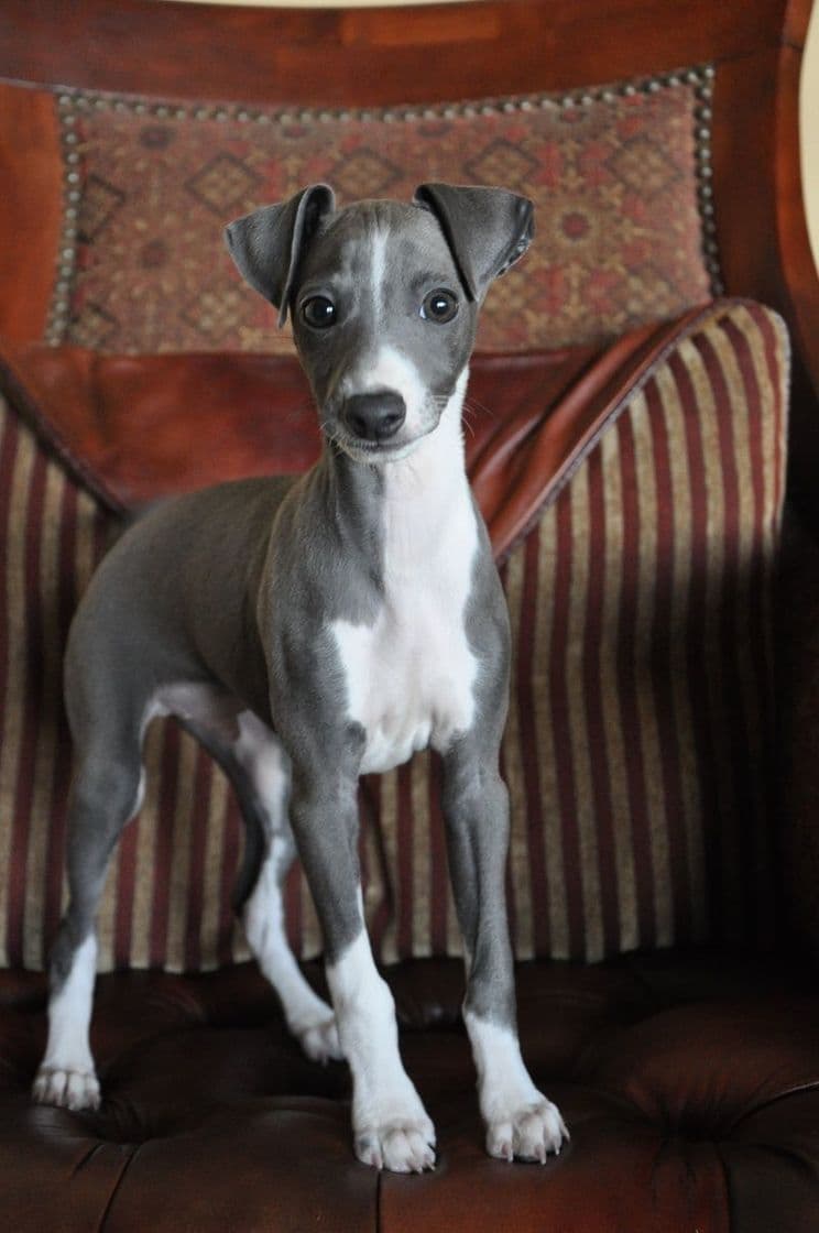 Fashion Galgo italiano puppy 