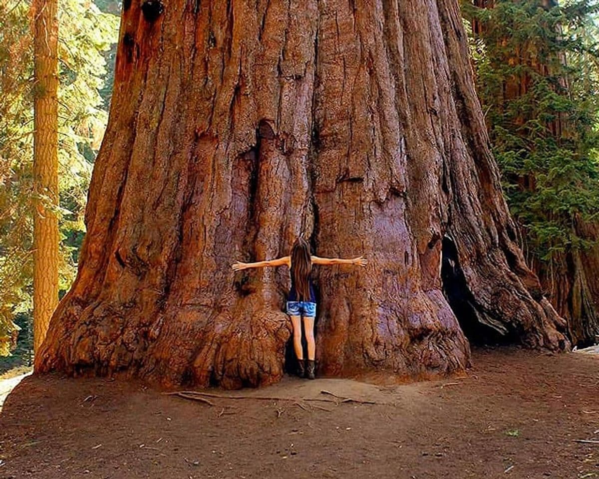 Lugar Sequoia National Park