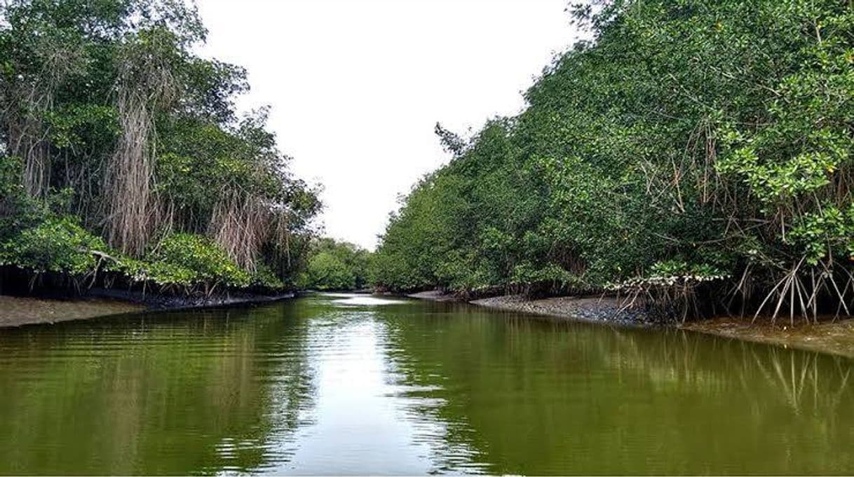 Lugar Santuario Nacional Los Manglares de Tumbes