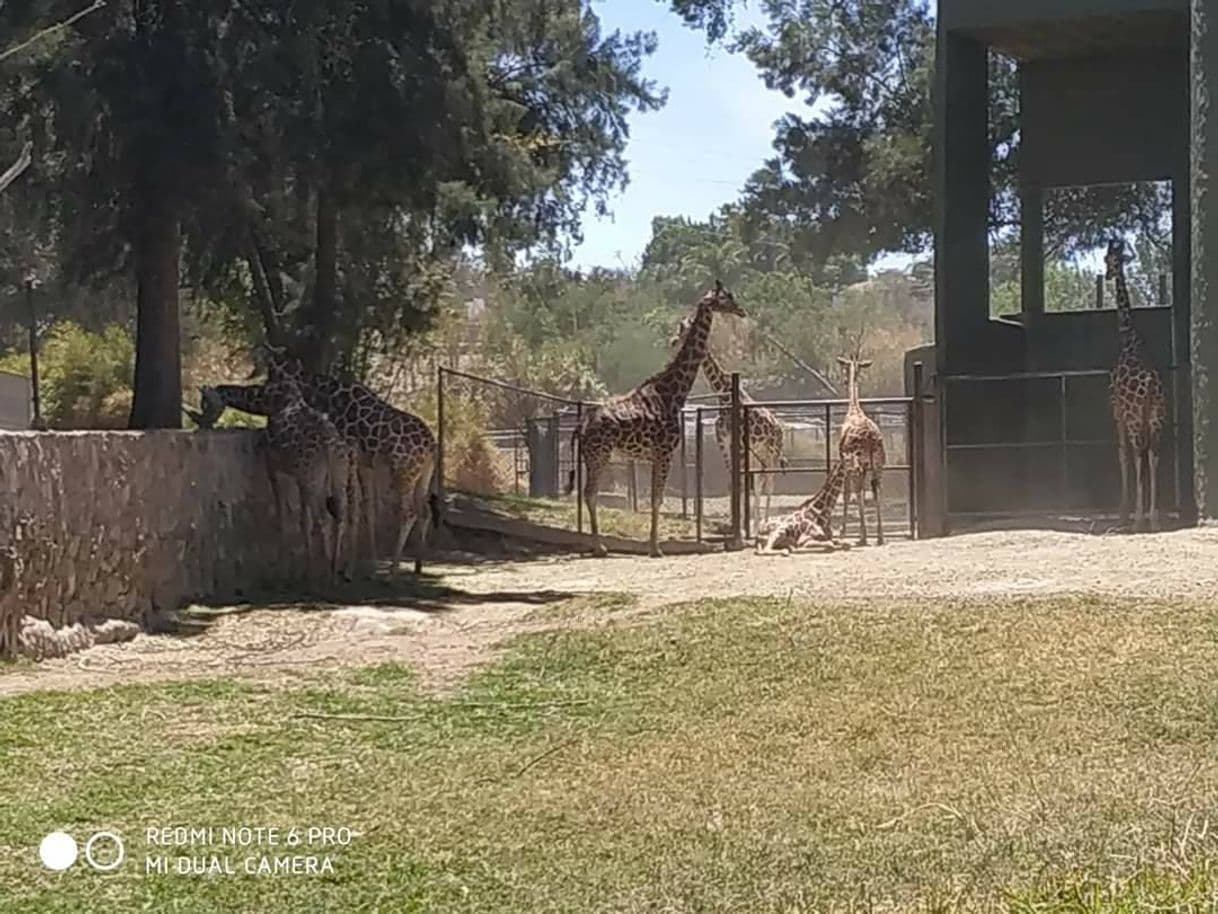 Place Zoológico Guadalajara