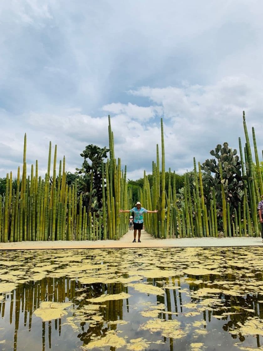 Place Jardín Etnobotánico de Oaxaca