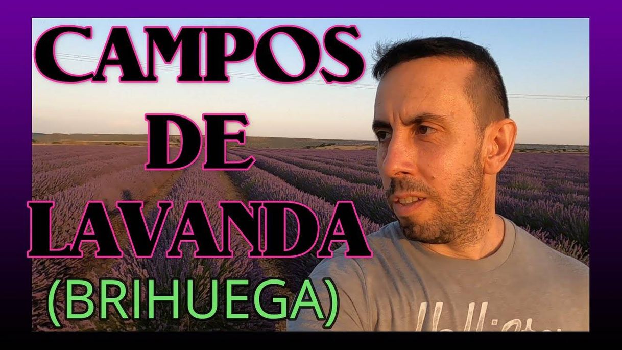 Fashion Campos de lavanda.