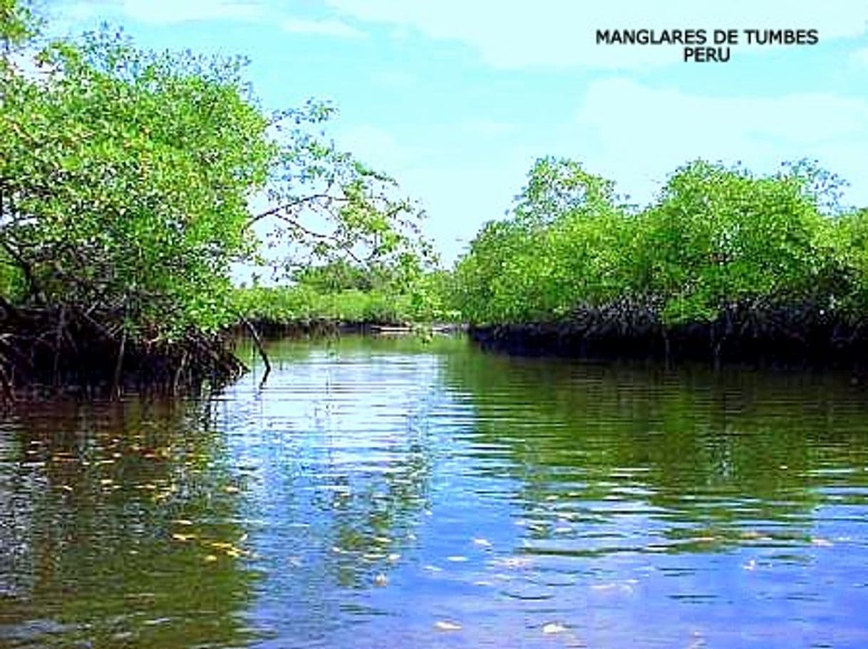 Lugar Santuario Nacional Los Manglares de Tumbes