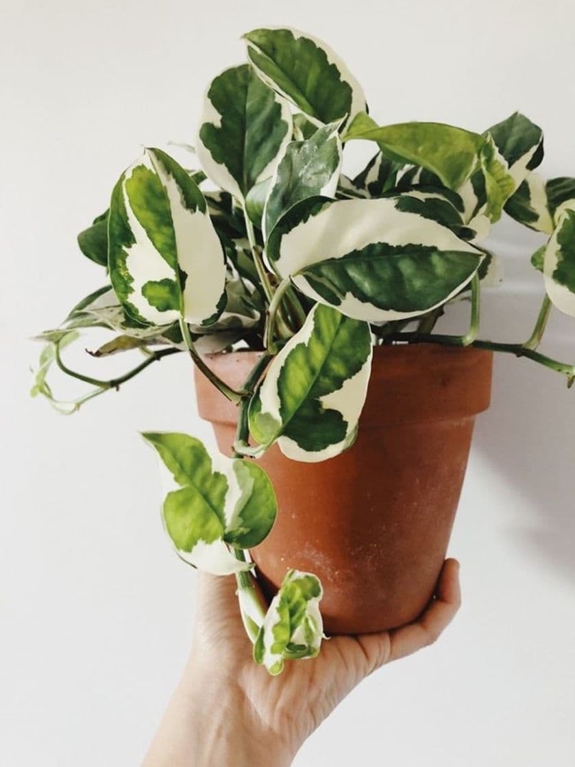 Fashion Peperomia 