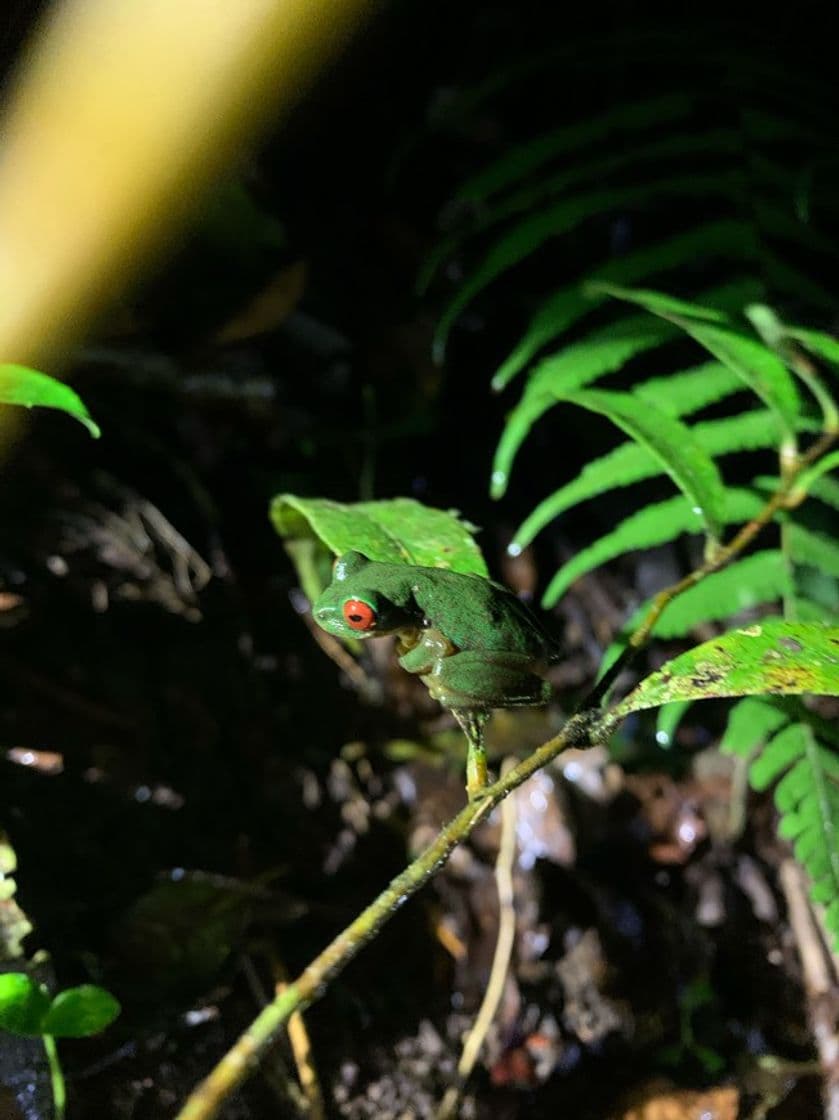 Place Refugio de Vida Silvestre Monteverde-Night tour