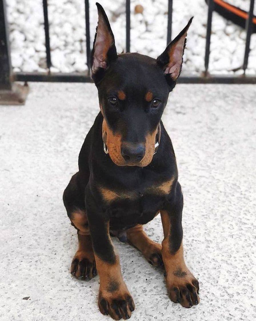 Fashion Doberman bebe