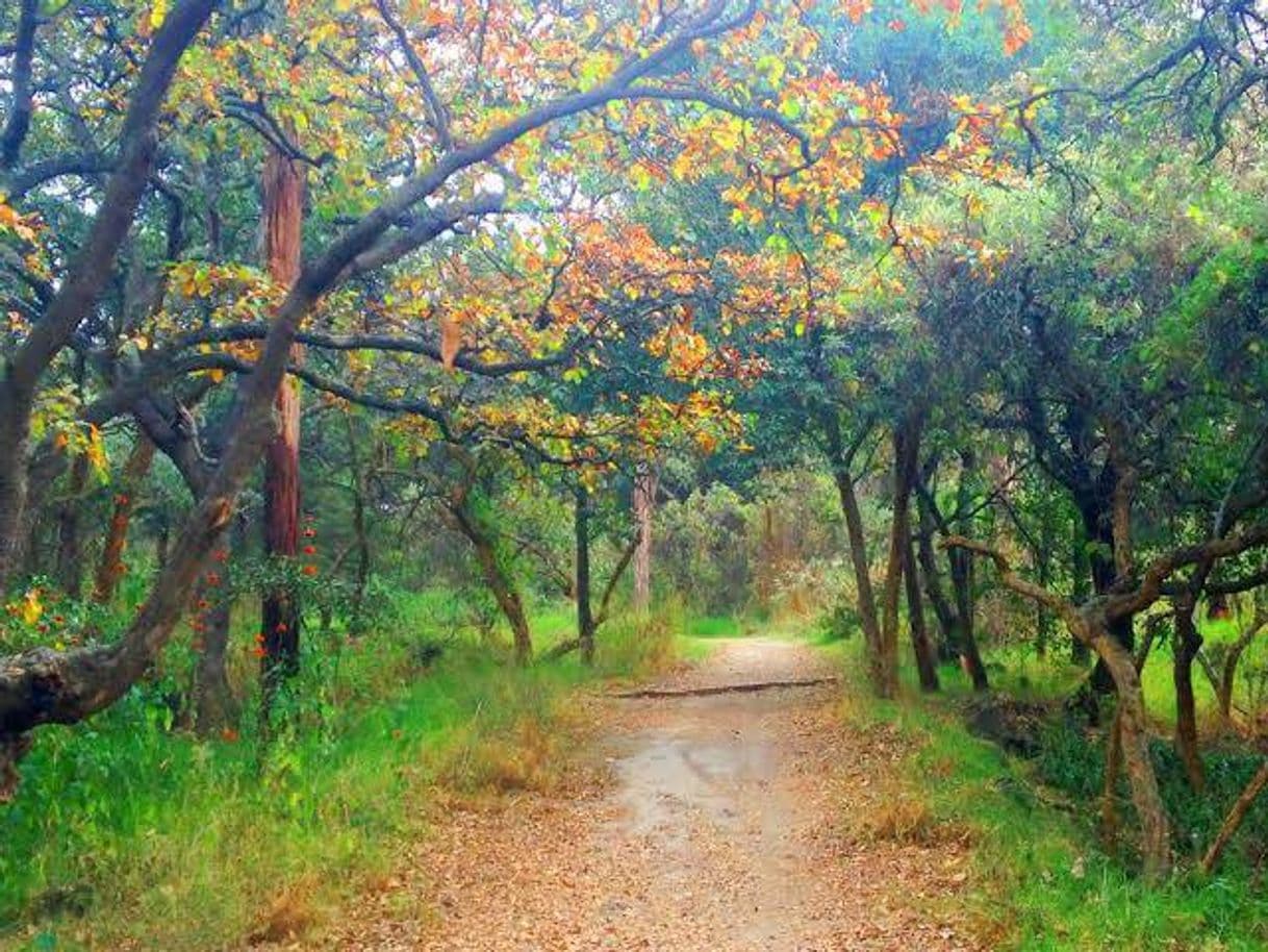 Place Bosque de Tlalpan