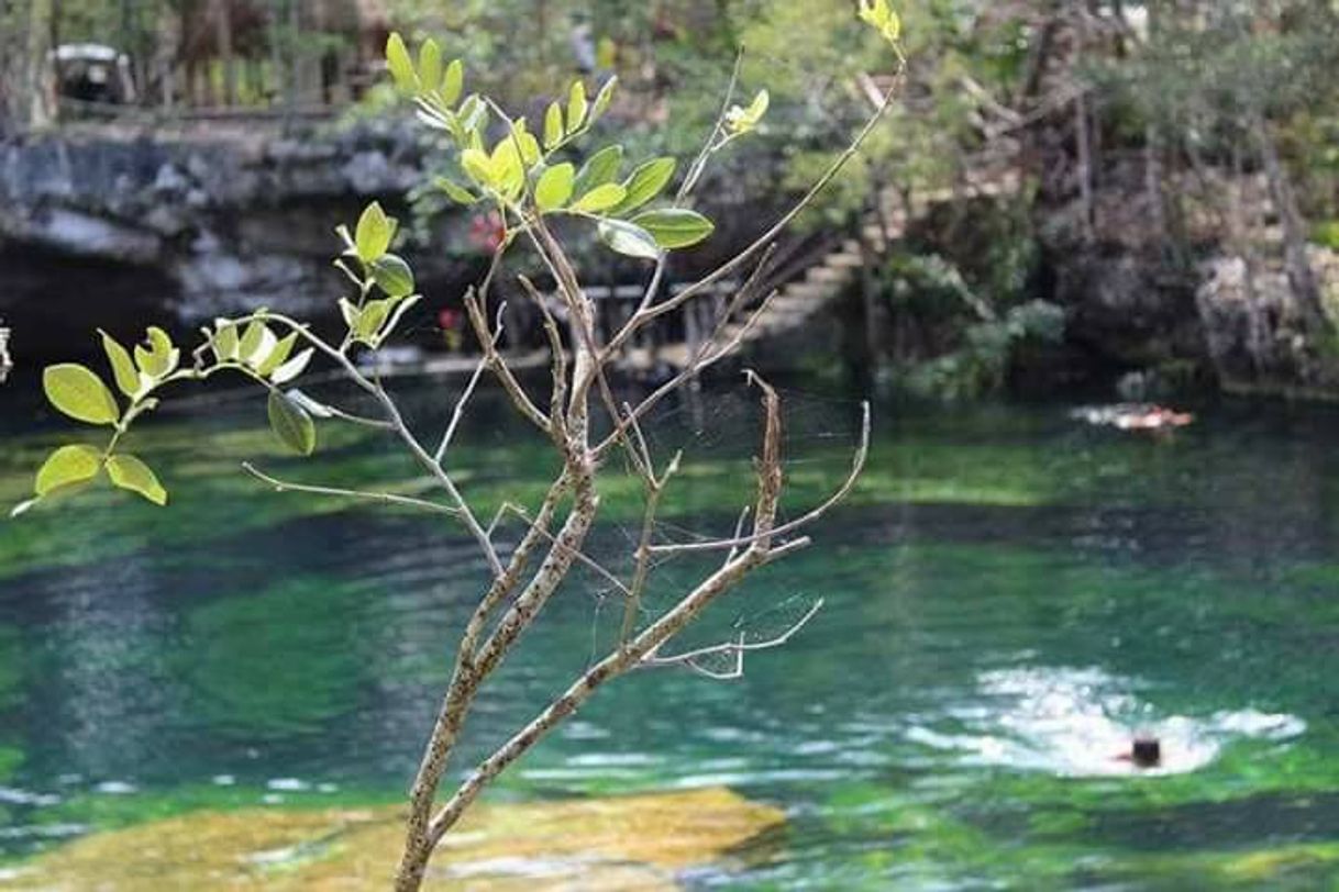 Lugar Cenote, Jardín Del Eden