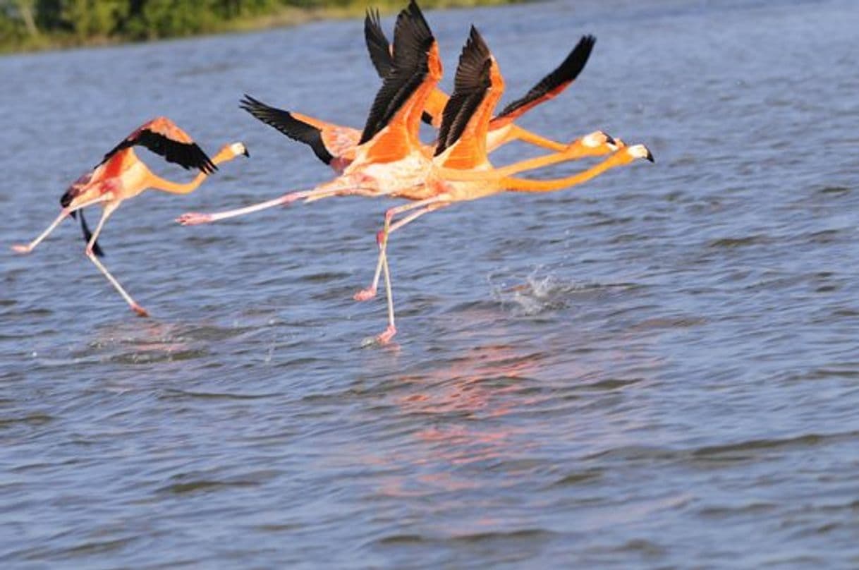 Lugar Río lagartos Ecoturismo