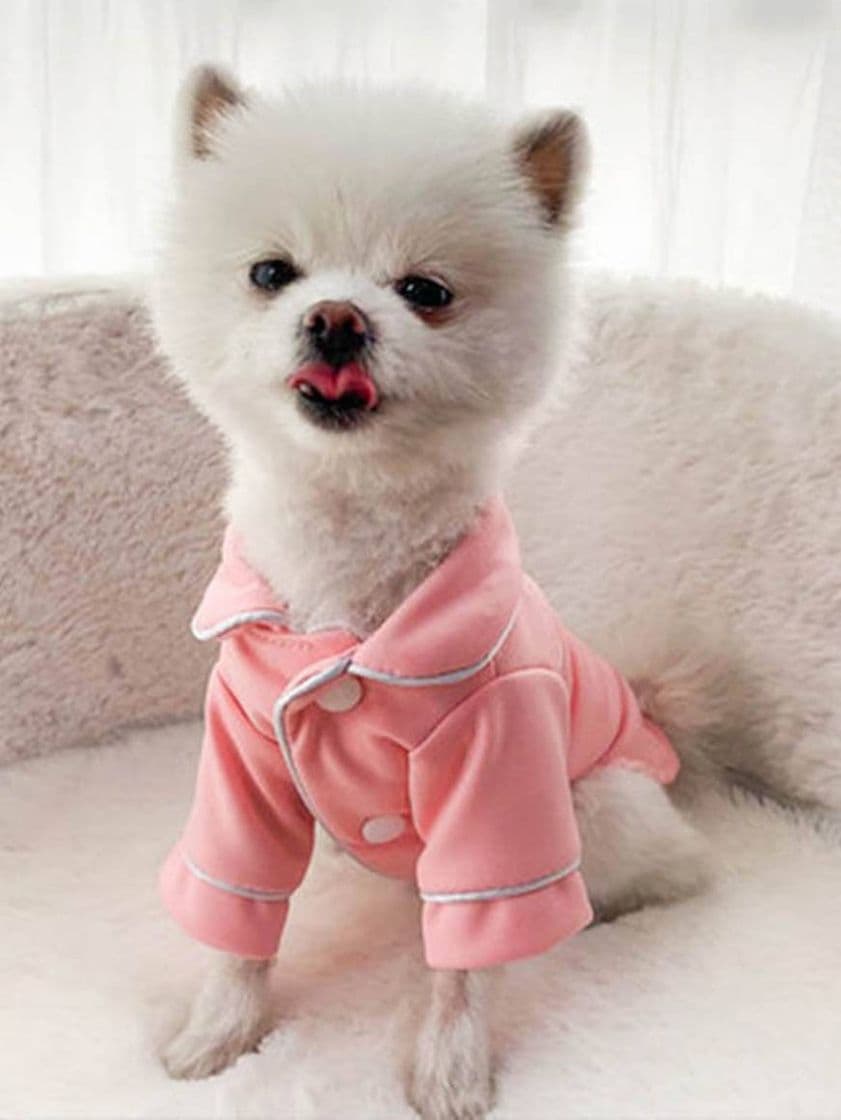 Fashion Accesorios para Mascotas