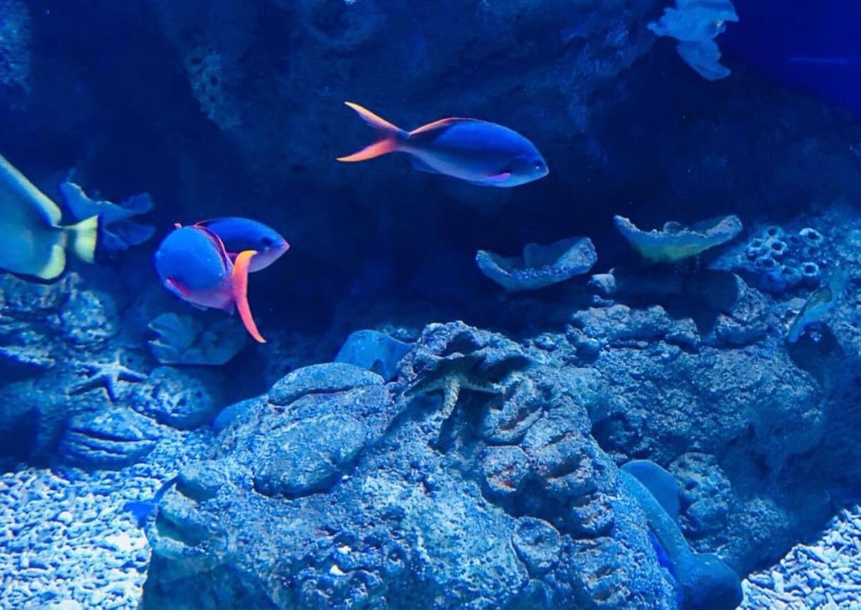 Place Acuario Mazatlán