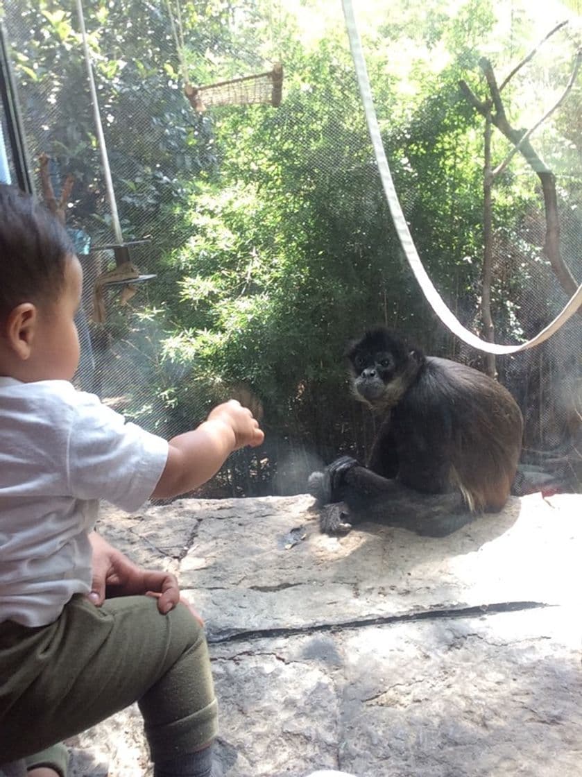 Lugar Zoológico de Chapultepec