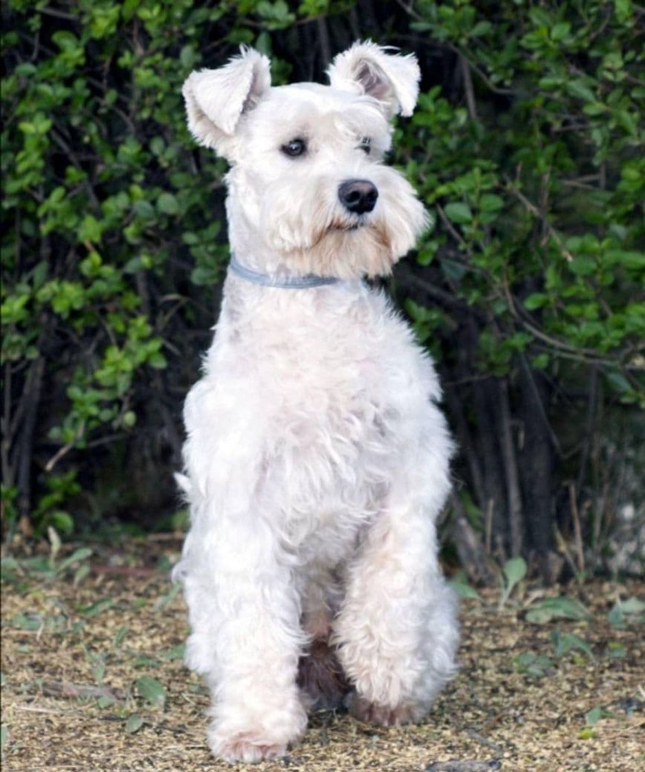 Moda SCHNAUZER 