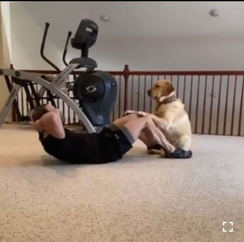 Moda El perro ejercitándose en el gym